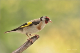 <p>STEHLÍK OBECNÝ (Carduelis carduelis) Bohuslavice nad Vláří ---- /European goldfinch - Stieglitz)</p>